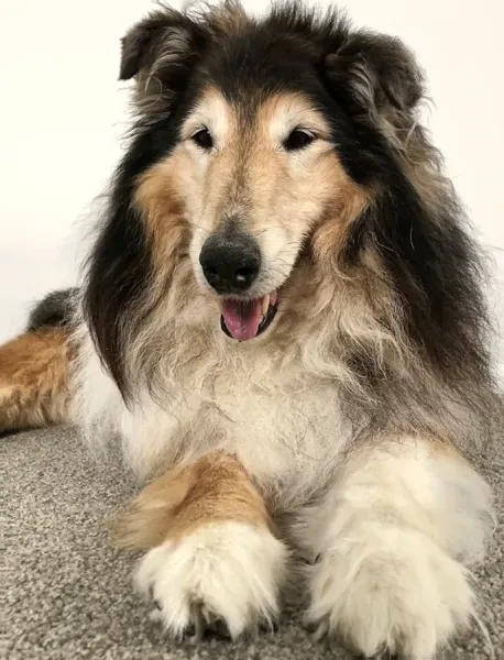 My Vet
