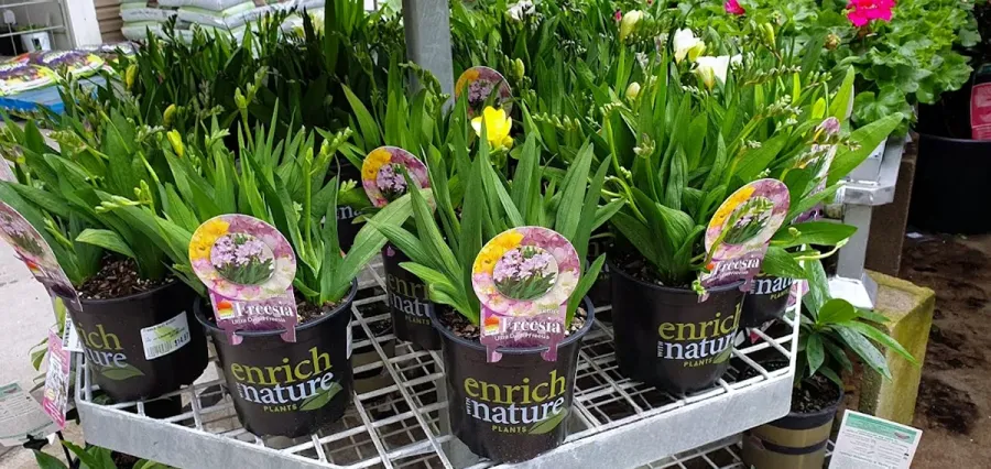 Bunnings Warehouse Rotorua