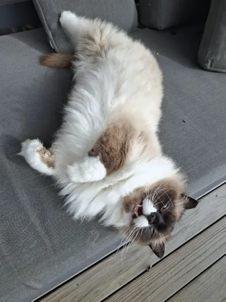 Paws in Te Puna