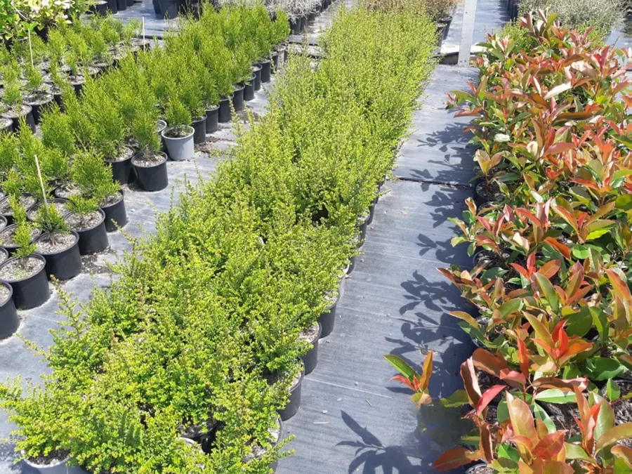 Goughs Nurseries