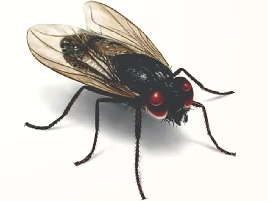 BIO-TECH PEST CONTROL TARANAKI