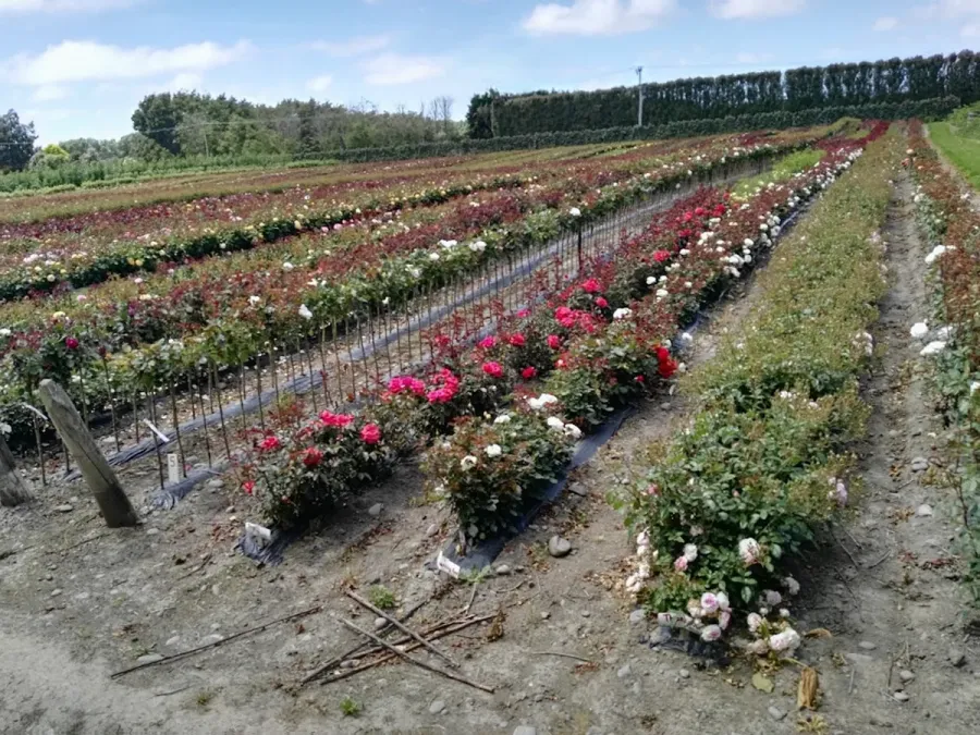 Gilroy Nurseries