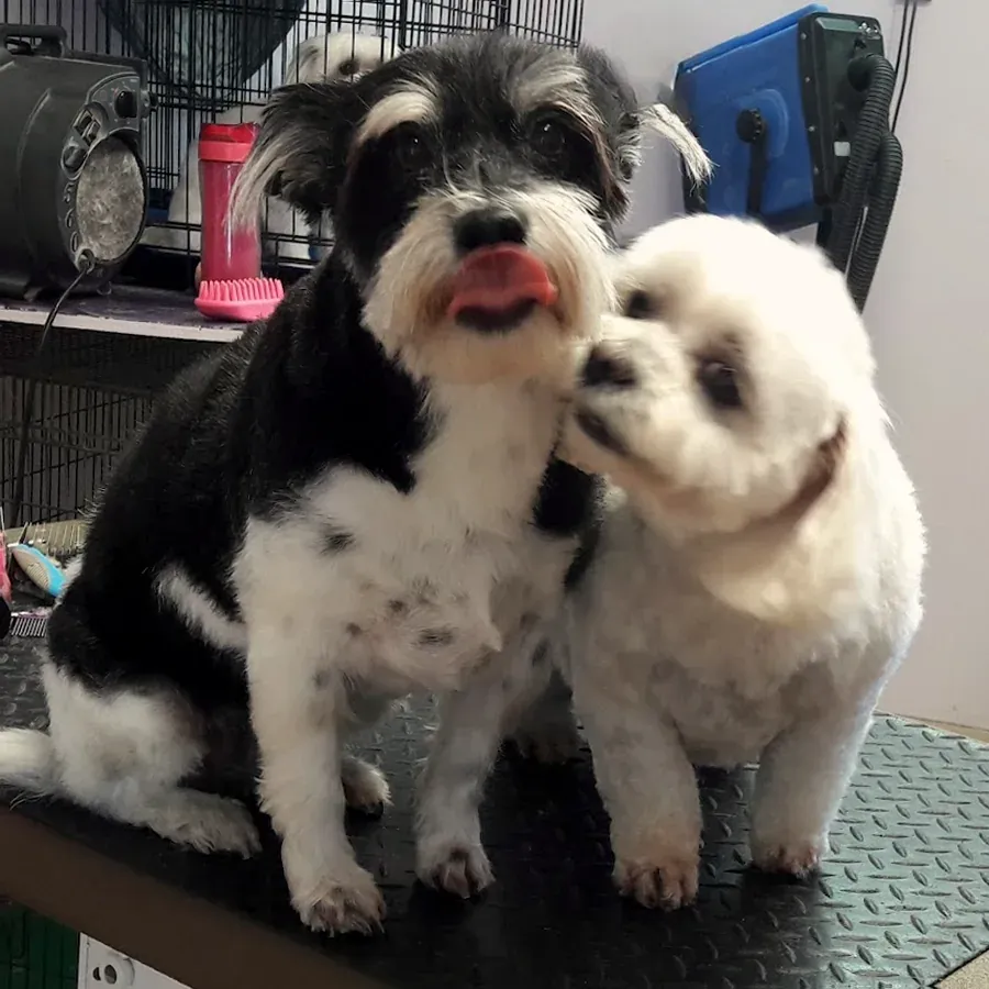 Pets by Design