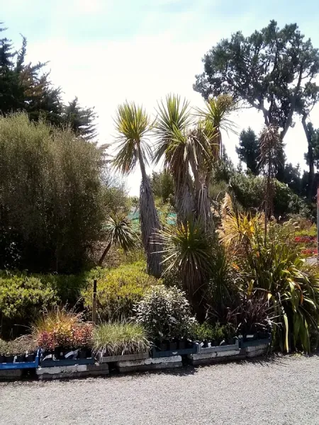 Trees For Canterbury