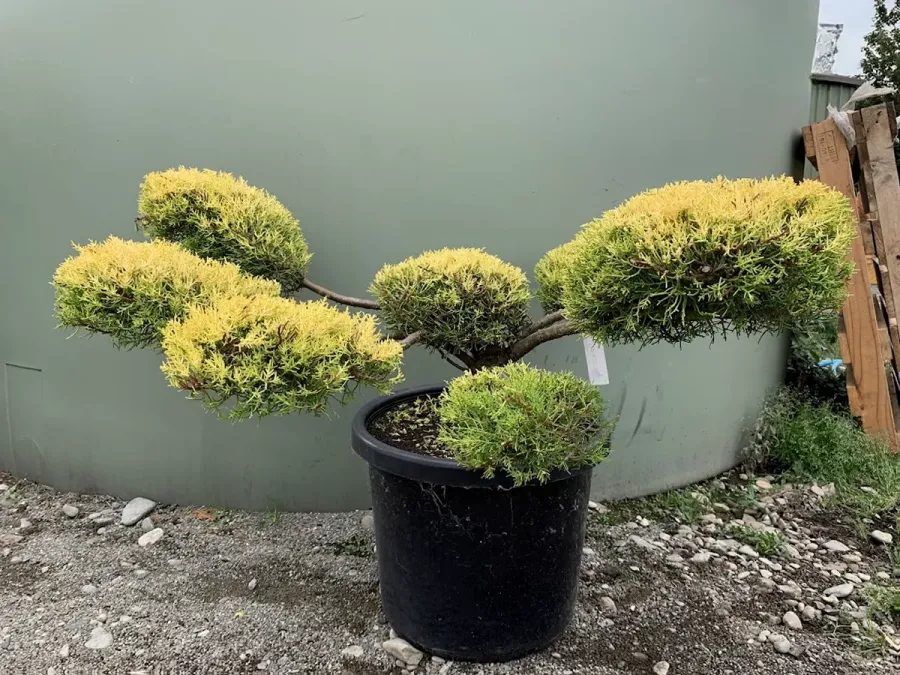 Statement Trees