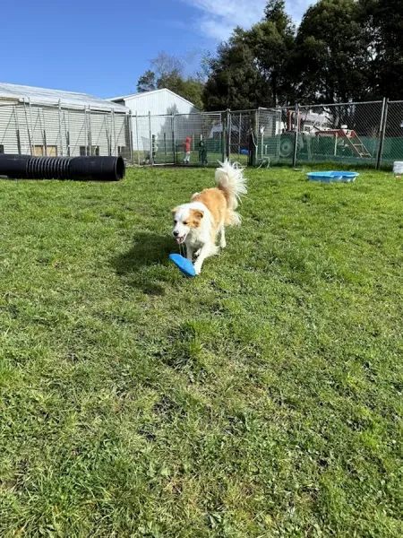 South Waikato Pet Lodge