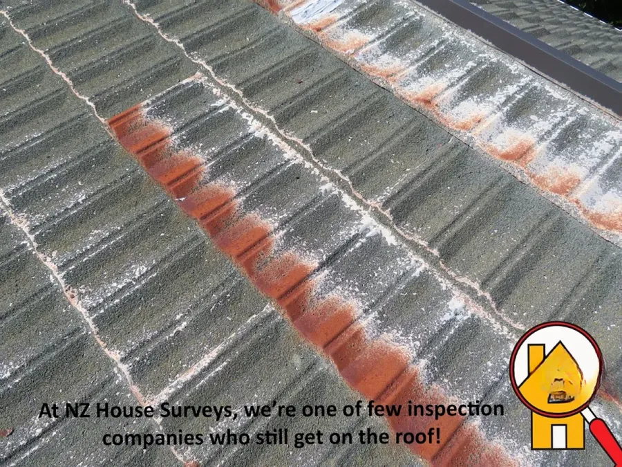 NZ House Surveys