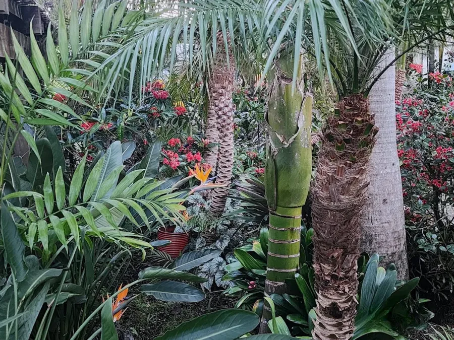 Trees & More