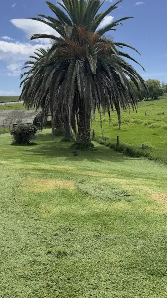 Tidy Lawns2024