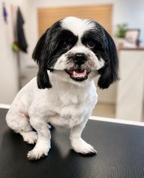 Waikato Pet Groomers