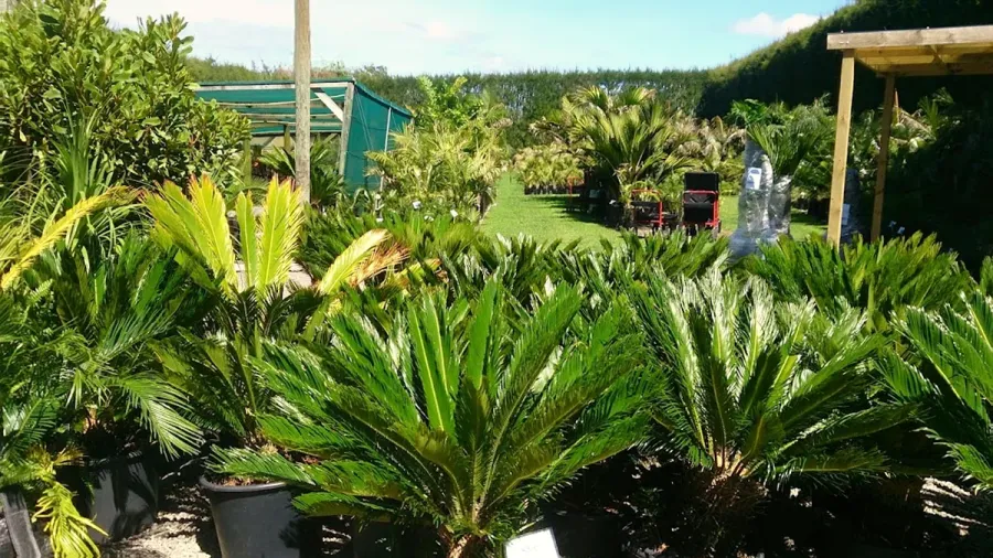 Coast Palms and Cycads