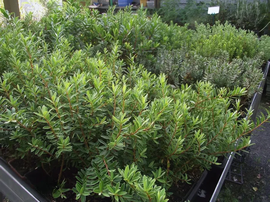 Budgetplants