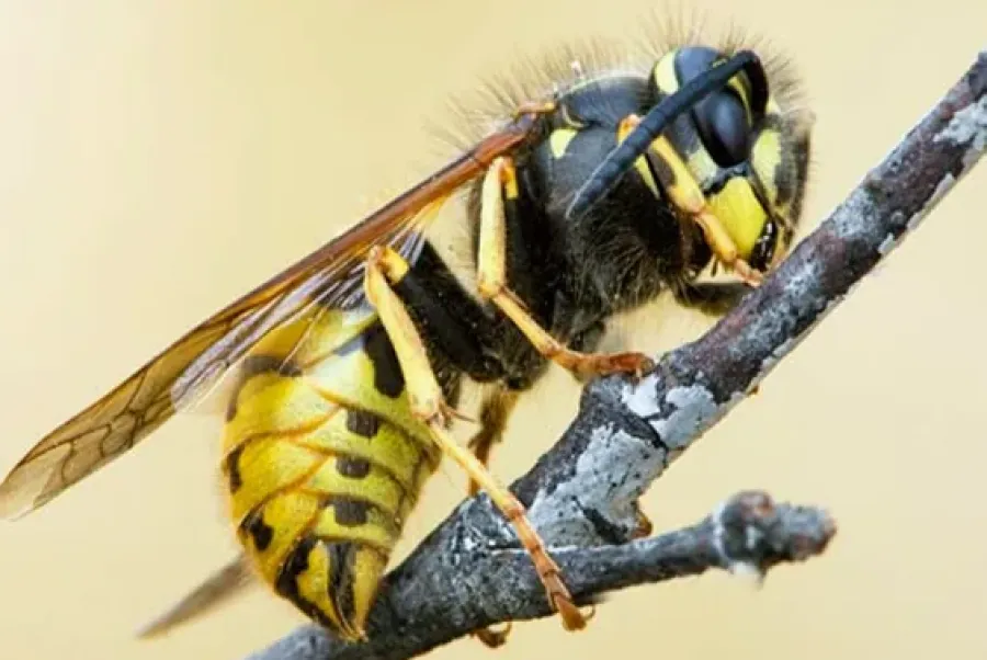 ZAP pest and hygiene services