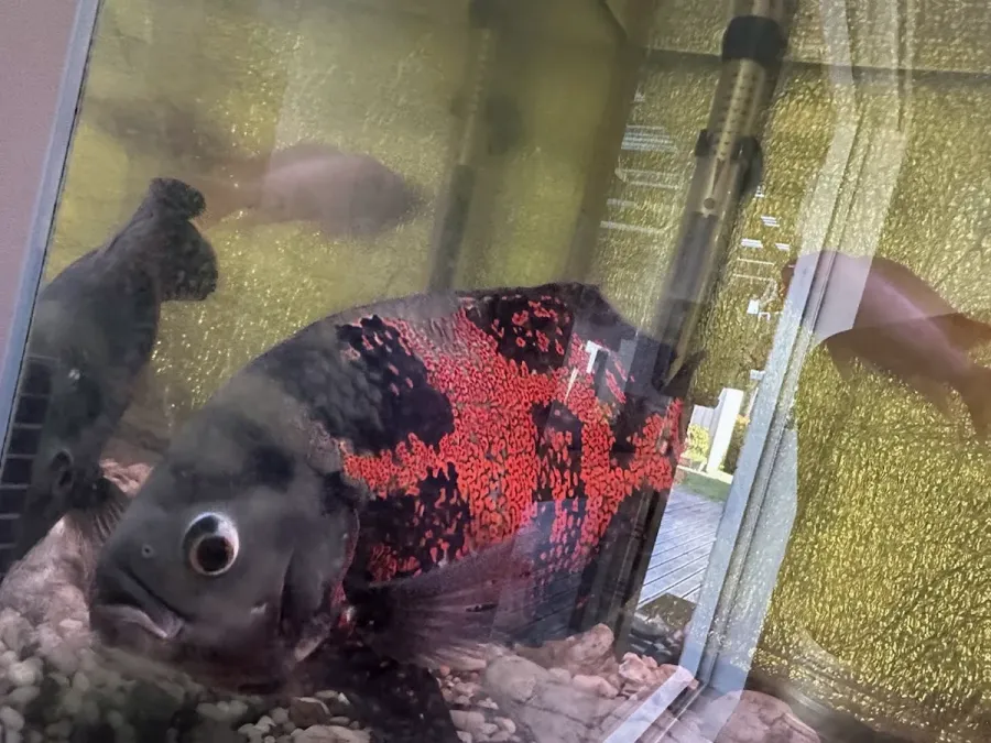 Eastland Aquariums