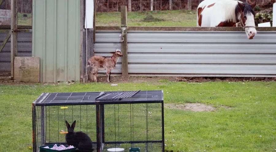 SPCA Gisborne Centre