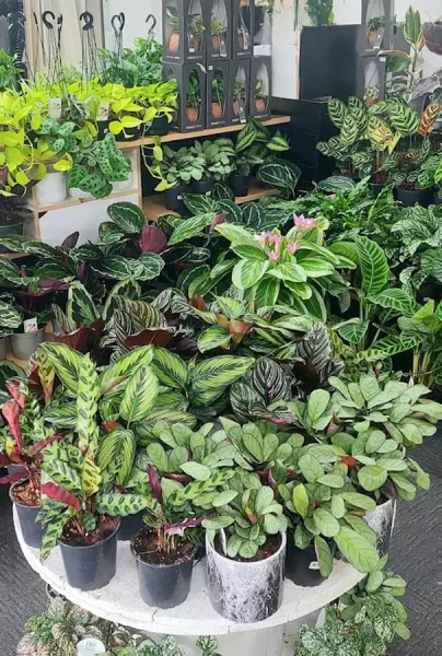 Family Garden Centre Limited
