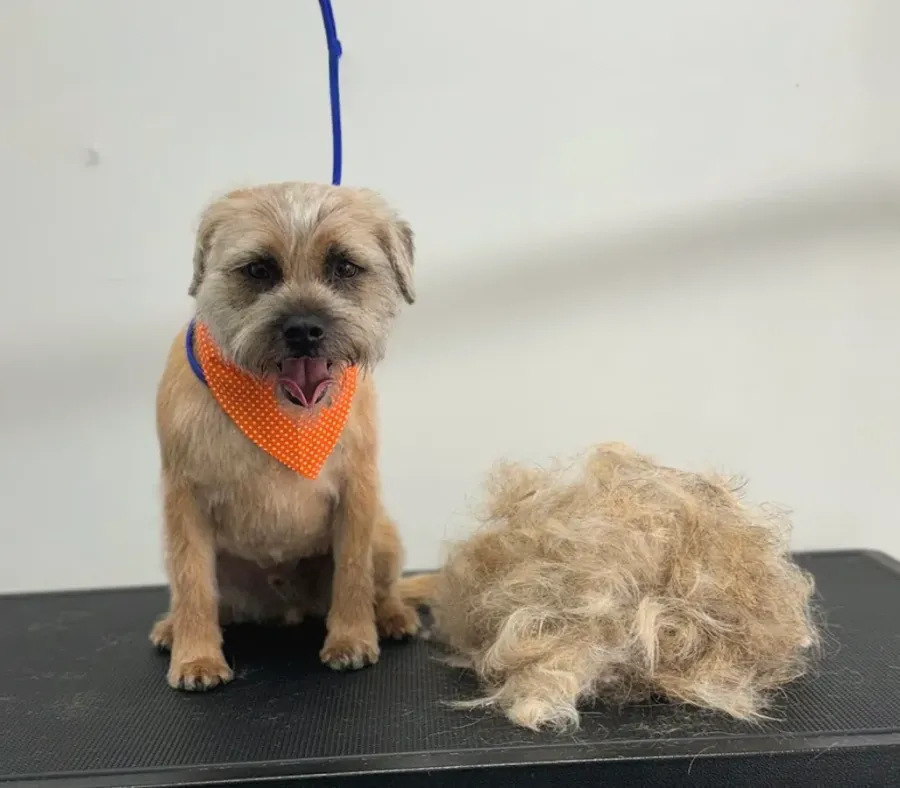 VIP Pet Store and Grooming Salon