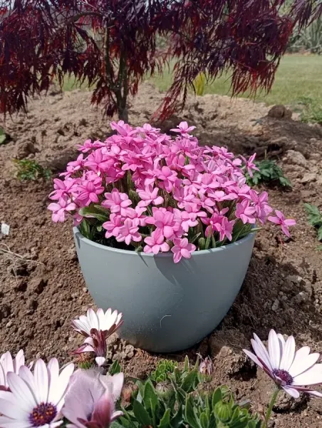 Ashton Glen Perennial Nursery