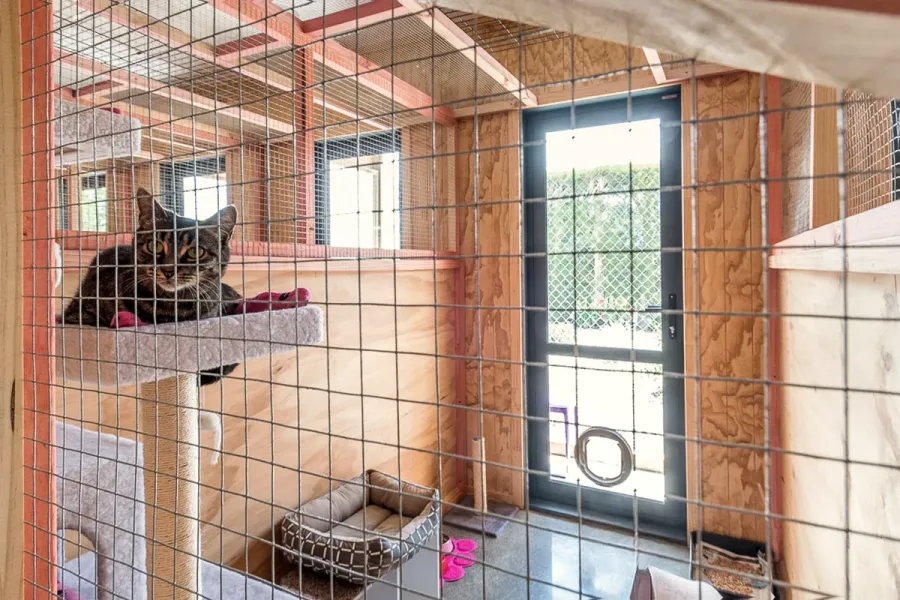 Whiskers & Paws Luxury Cat Resort