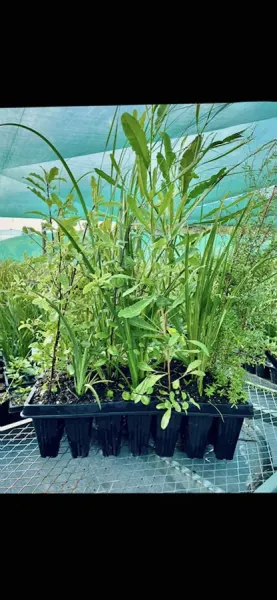 Te Tawai Nursery