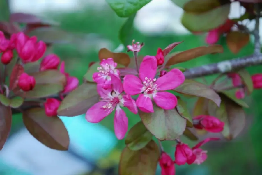 Smart Plants