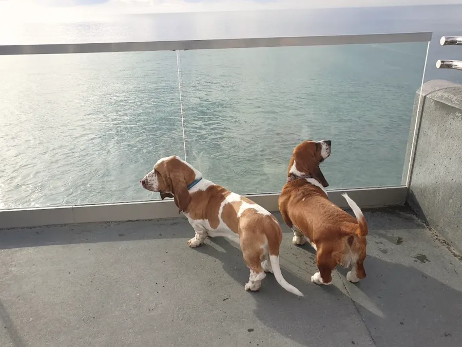Pet 2 Us