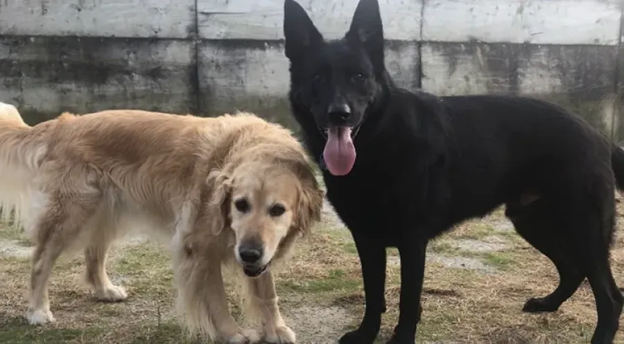 Pet Watch Boarding Kennels