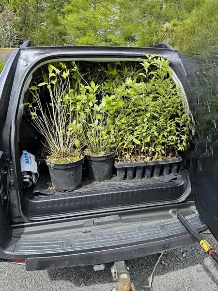 Rawhiti Trees and Shrubs