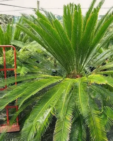 Lok landscape palms and cycads