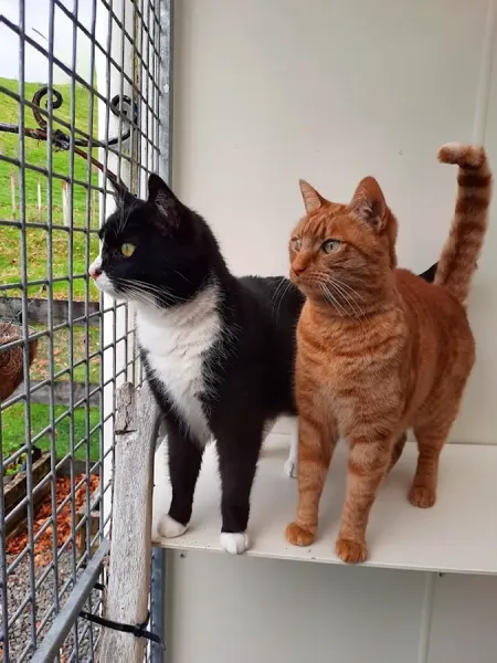 Purring Cat Cattery