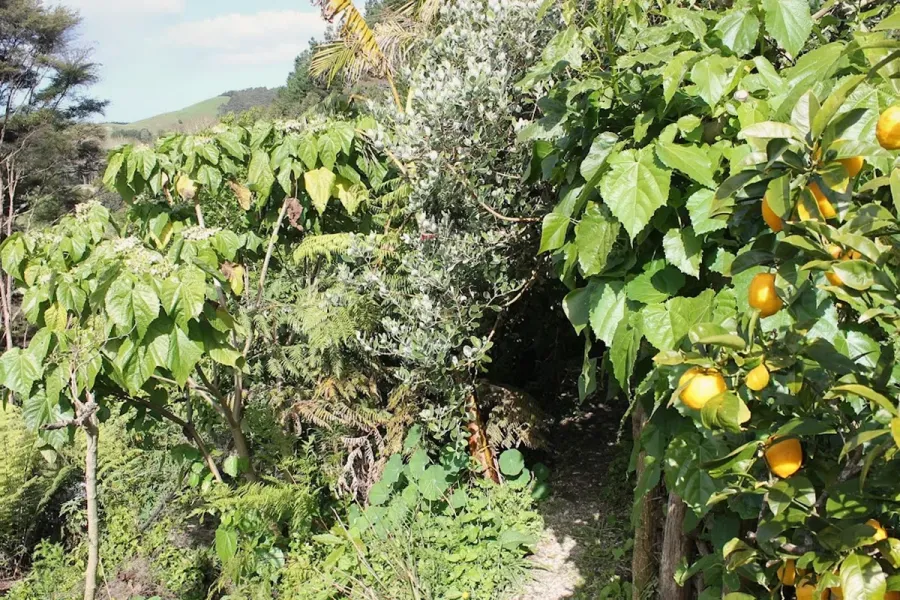 The Forest Garden