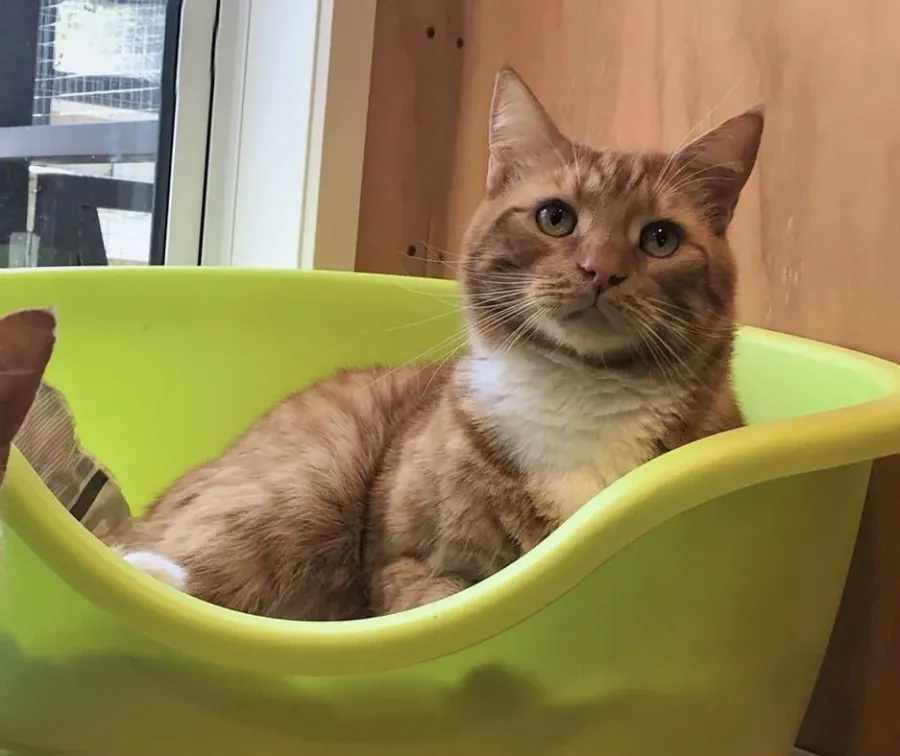 Belt Road Cattery