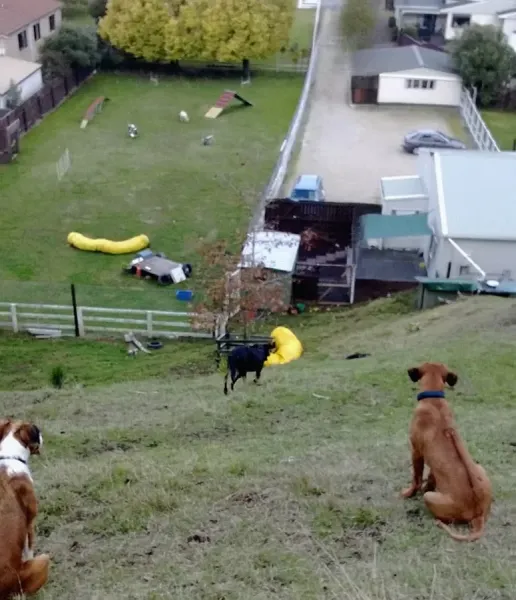 Pet Dog School in Wanganui