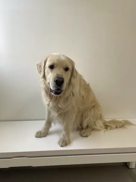 Referral Animal Skin Hospital (RASH)