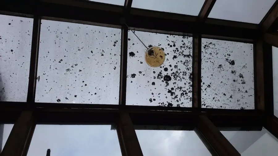 The Window Man Kapiti