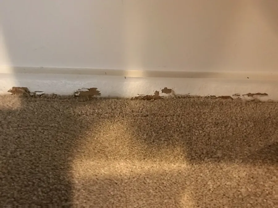 JAE Carpet Cleaning Rodney