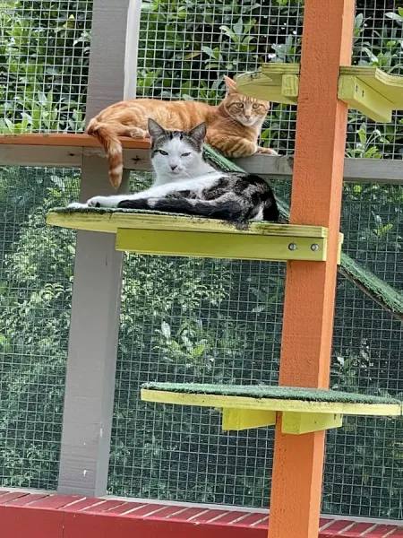 Homestead Cattery