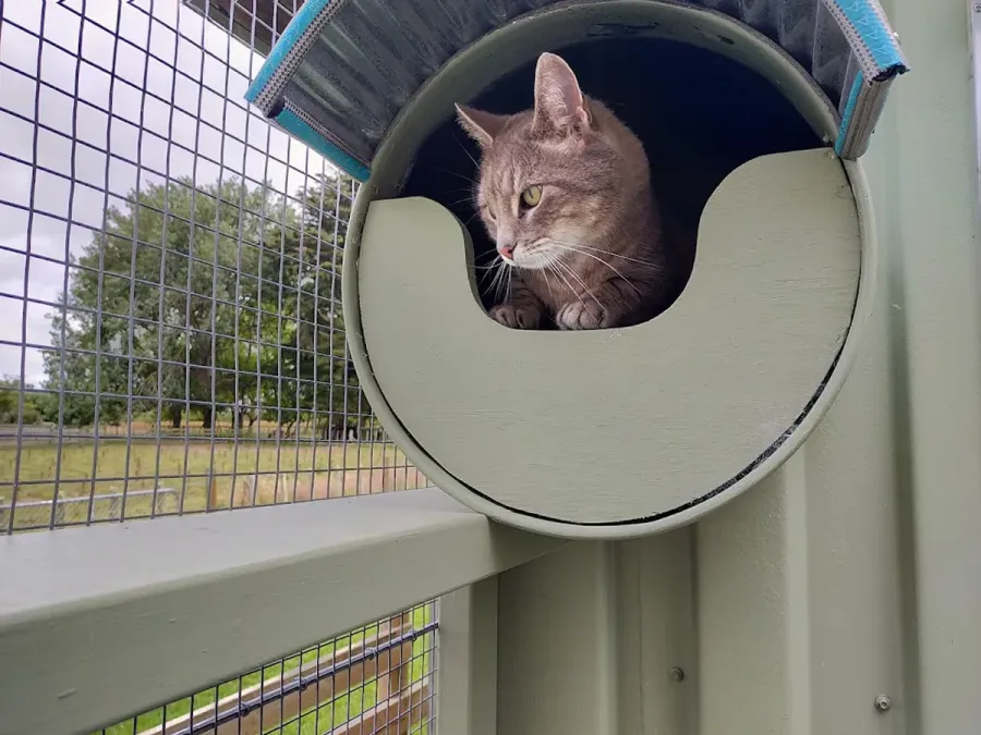 Country Cat Care