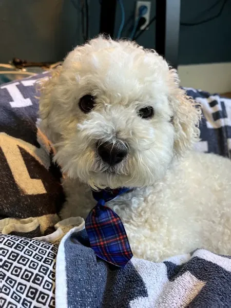 VetCare Veterinary Hospital