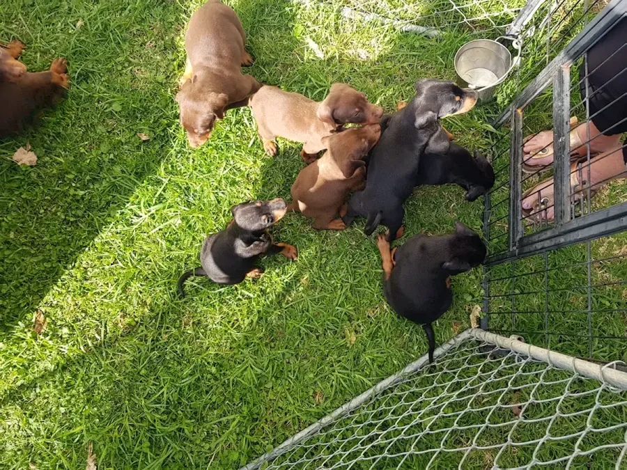 Kapiti Kennels