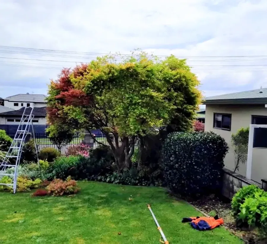 Evergreen Tree & Garden