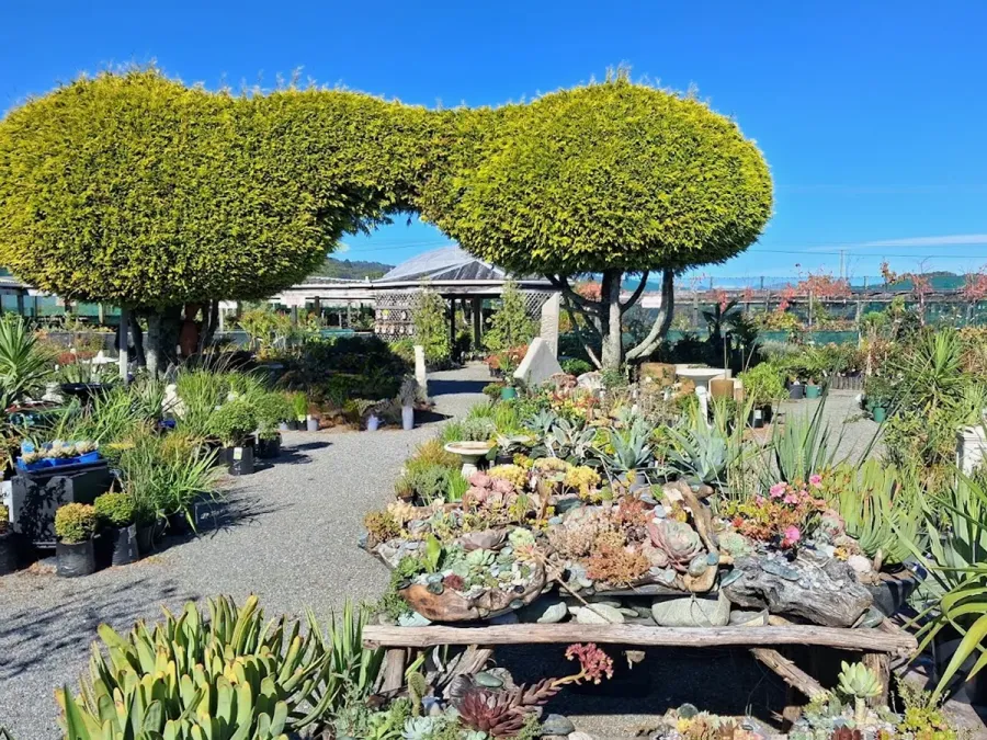 Greymouth Nurseries Limited