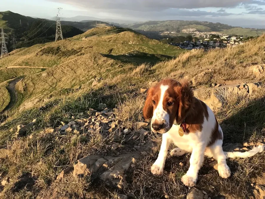 Rappaw Veterinary Care Tawa