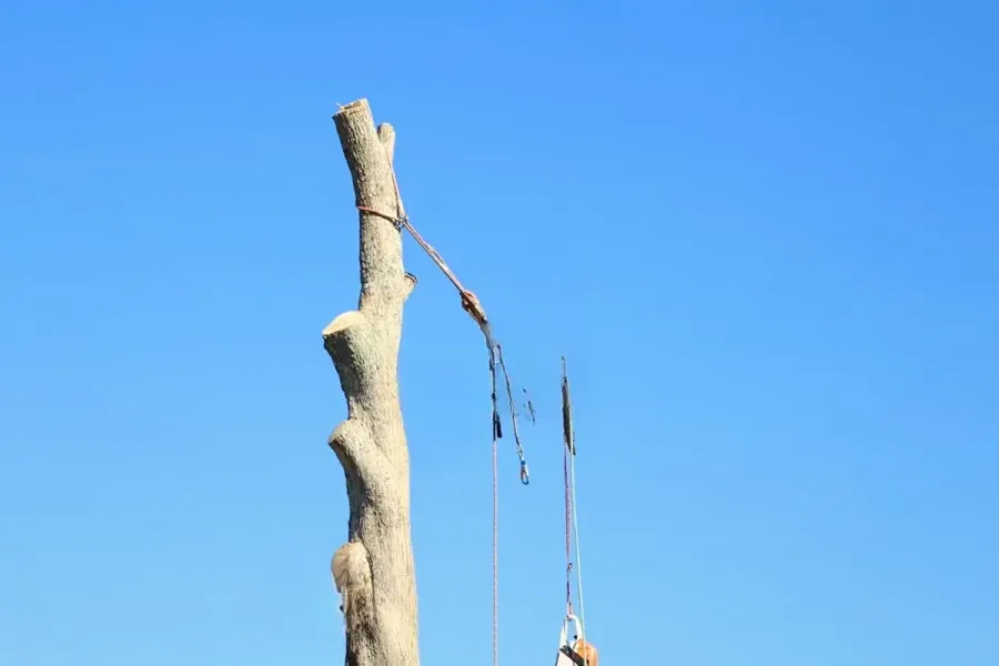 Jim's Trees Gisborne