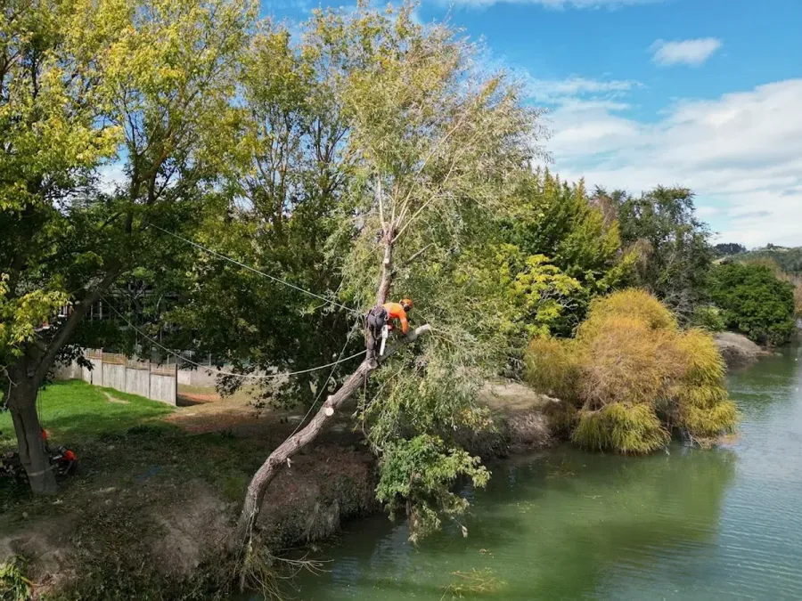 ArborCare Tree Company