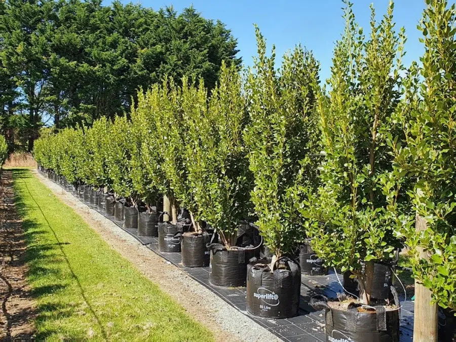 Easy Big Trees