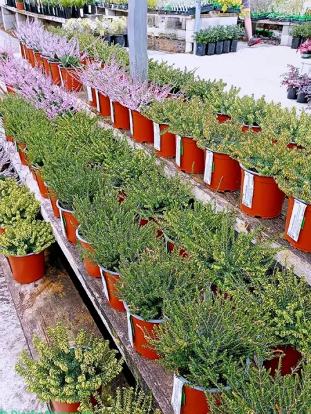 Diack's Nurseries
