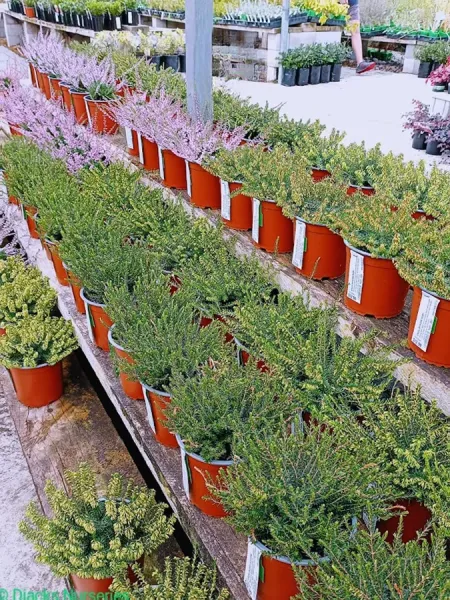 Diack's Nurseries