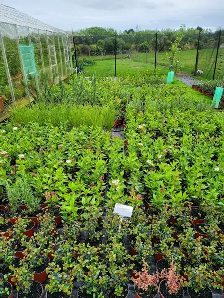 Plants South