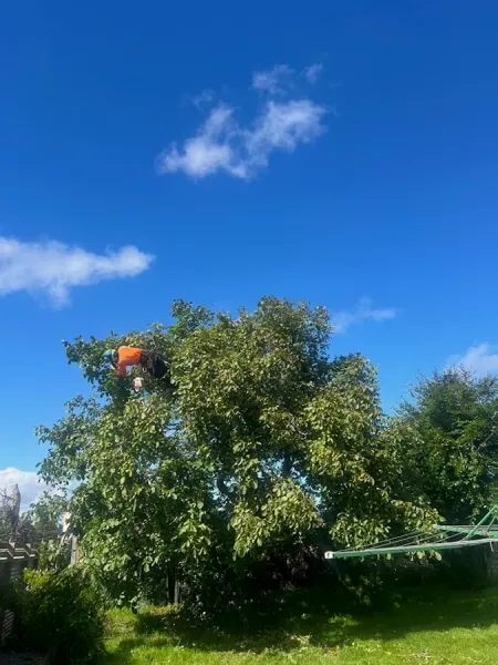Kahoots Tree Solutions
